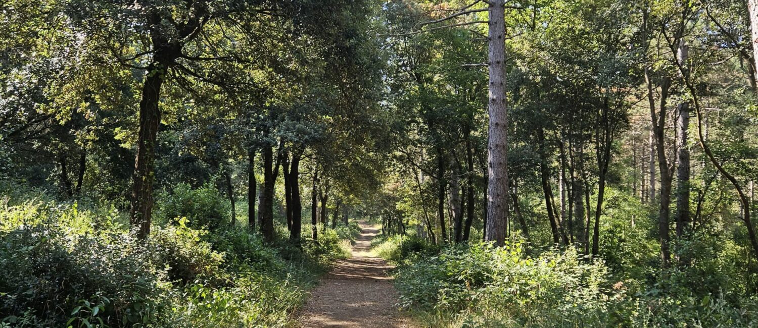 Chemin de balade sur les hauteurs de Greffeil