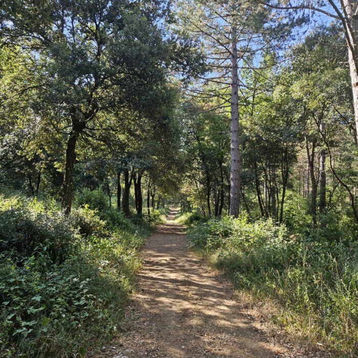 Chemin de balade sur les hauteurs de Greffeil