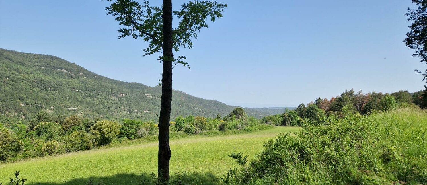 Foret ensoleillé