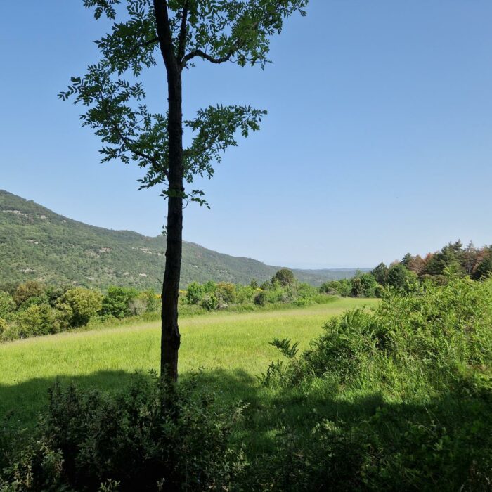 Foret ensoleillé