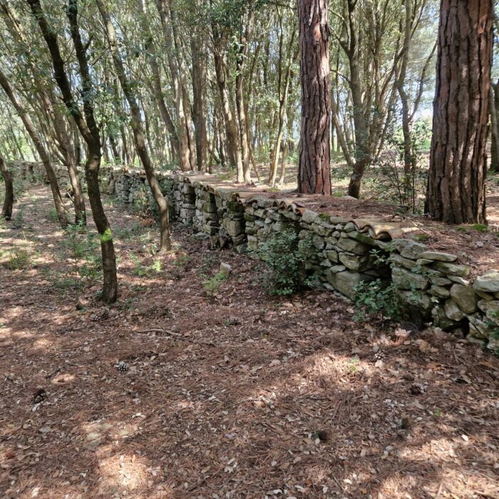 Mur en pierre au coeur de la forêt